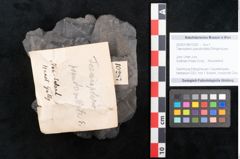 Foto (Objekt + Etikett) von Taeniopteris pseudovittata Ettingshausen (NHMW-GEO-2024-0188-10287)